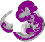 mouse atlas EMAGE spatial in situ gene expression database None