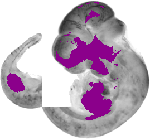 mouse atlas EMAGE spatial in situ gene expression database None