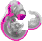 mouse atlas EMAGE spatial in situ gene expression database None