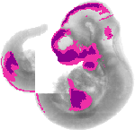 mouse atlas EMAGE spatial in situ gene expression database None
