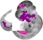 mouse atlas EMAGE spatial in situ gene expression database None