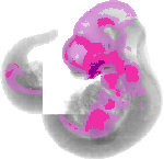mouse atlas EMAGE spatial in situ gene expression database None