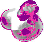 mouse atlas EMAGE spatial in situ gene expression database None
