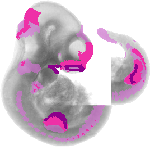 mouse atlas EMAGE spatial in situ gene expression database None