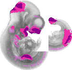mouse atlas EMAGE spatial in situ gene expression database None