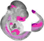 mouse atlas EMAGE spatial in situ gene expression database None