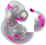 mouse atlas EMAGE spatial in situ gene expression database None