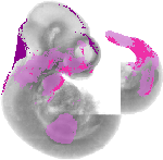 mouse atlas EMAGE spatial in situ gene expression database None
