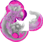 mouse atlas EMAGE spatial in situ gene expression database None