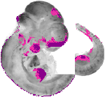 mouse atlas EMAGE spatial in situ gene expression database None