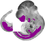 mouse atlas EMAGE spatial in situ gene expression database None