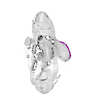 mouse atlas EMAGE spatial in situ gene expression database None