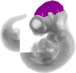 mouse atlas EMAGE spatial in situ gene expression database None
