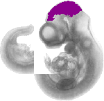 mouse atlas EMAGE spatial in situ gene expression database None