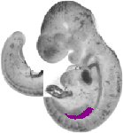 mouse atlas EMAGE spatial in situ gene expression database None