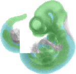 EMAGE:2961