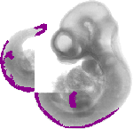 mouse atlas EMAGE spatial in situ gene expression database None