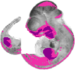 mouse atlas EMAGE spatial in situ gene expression database None