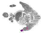 mouse atlas EMAGE spatial in situ gene expression database None