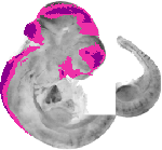 mouse atlas EMAGE spatial in situ gene expression database None