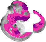 mouse atlas EMAGE spatial in situ gene expression database None