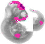 mouse atlas EMAGE spatial in situ gene expression database None