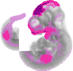 mouse atlas EMAGE spatial in situ gene expression database None