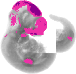 mouse atlas EMAGE spatial in situ gene expression database None