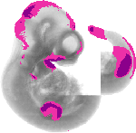 mouse atlas EMAGE spatial in situ gene expression database None
