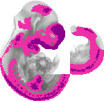 mouse atlas EMAGE spatial in situ gene expression database None