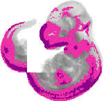 mouse atlas EMAGE spatial in situ gene expression database None