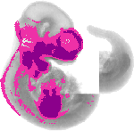 mouse atlas EMAGE spatial in situ gene expression database None