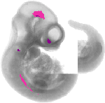 mouse atlas EMAGE spatial in situ gene expression database None