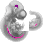 mouse atlas EMAGE spatial in situ gene expression database None