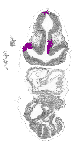 mouse atlas EMAGE spatial in situ gene expression database None