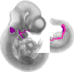 mouse atlas EMAGE spatial in situ gene expression database None