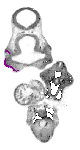 mouse atlas EMAGE spatial in situ gene expression database None