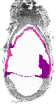 mouse atlas EMAGE spatial in situ gene expression database None