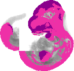 mouse atlas EMAGE spatial in situ gene expression database None
