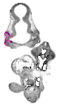 mouse atlas EMAGE spatial in situ gene expression database None