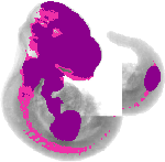 mouse atlas EMAGE spatial in situ gene expression database None