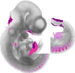 mouse atlas EMAGE spatial in situ gene expression database None