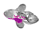 mouse atlas EMAGE spatial in situ gene expression database None