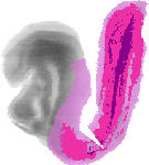 mouse atlas EMAGE spatial in situ gene expression database None