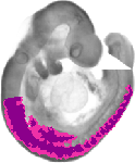 mouse atlas EMAGE spatial in situ gene expression database None