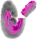 mouse atlas EMAGE spatial in situ gene expression database None