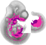 mouse atlas EMAGE spatial in situ gene expression database None