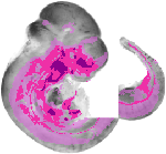 mouse atlas EMAGE spatial in situ gene expression database None