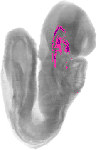 mouse atlas EMAGE spatial in situ gene expression database None
