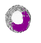 mouse atlas EMAGE spatial in situ gene expression database None
